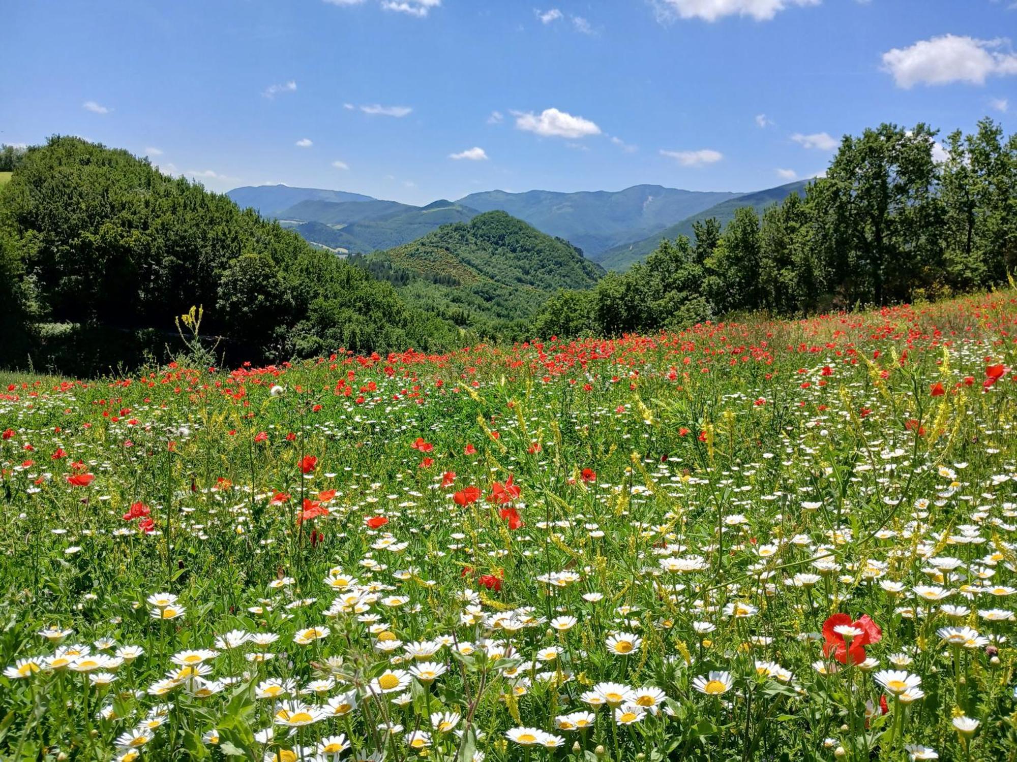 Agriturismo Del Frontino - Lo Studio أكوالاغنا المظهر الخارجي الصورة